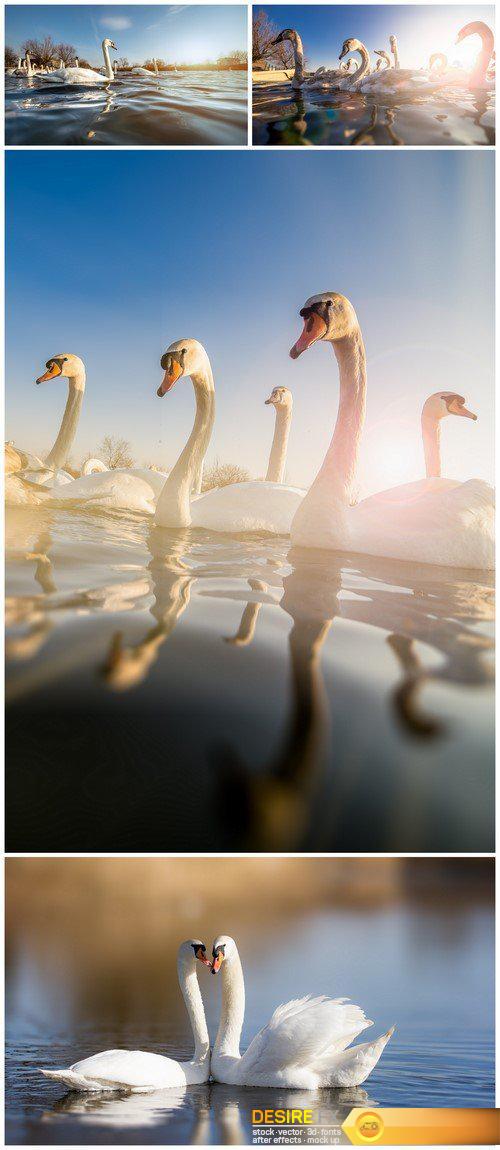 Beautiful white swans on a lake 4X JPEG