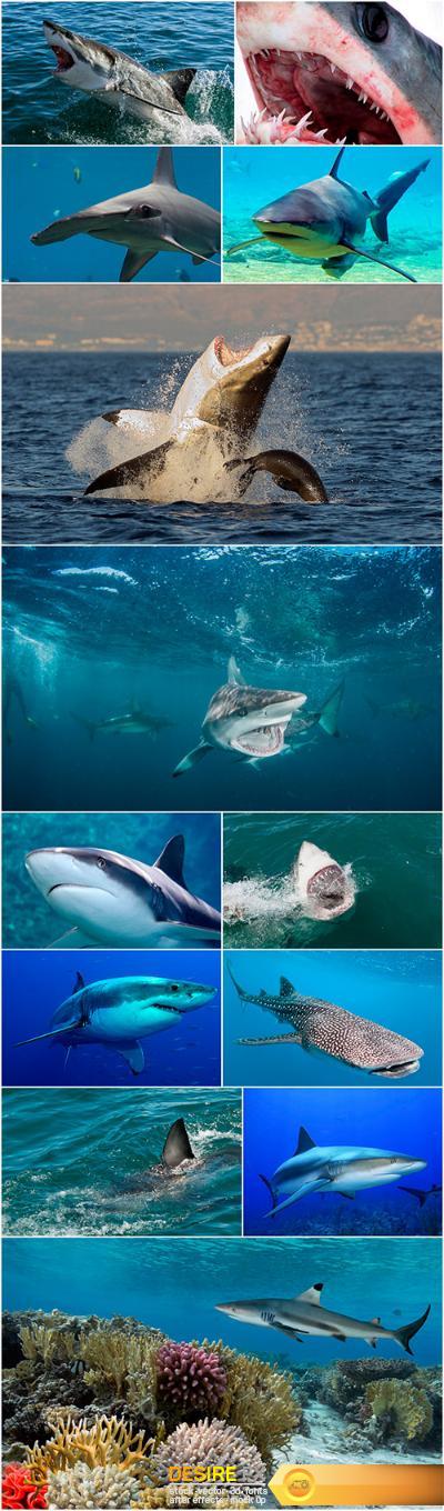 Shark - 13UHQ JPEG