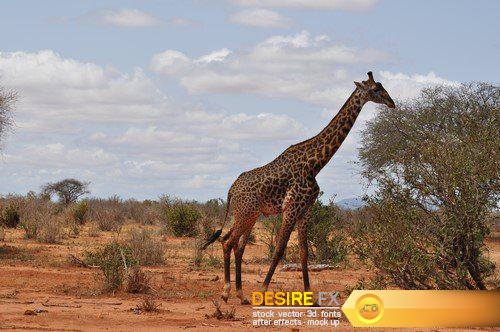 Africa animals 9X JPEG