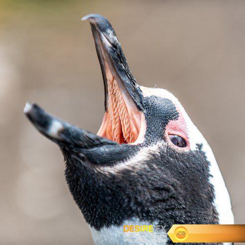 Magellanic Penguin 10X JPEG