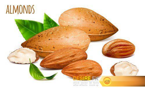 Almonds Hazelnuts Walnuts Pistachio nuts Vector illustration 16X EPS