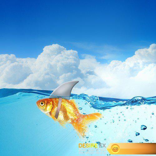 Goldfish with shark fin 9X JPEG