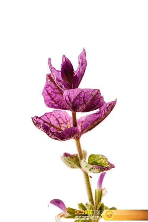 Flowers in pots, beautiful orchid 16X JPEG