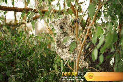 Koala in a eucalyptus tree 15X JEPG