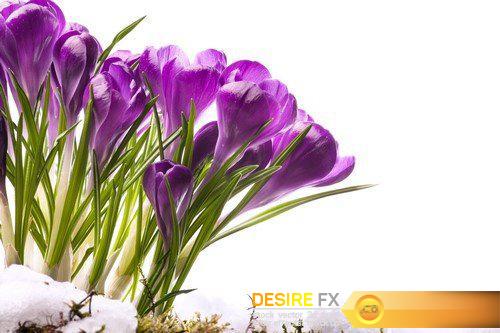 Spring flower Crocus 9X JPEG