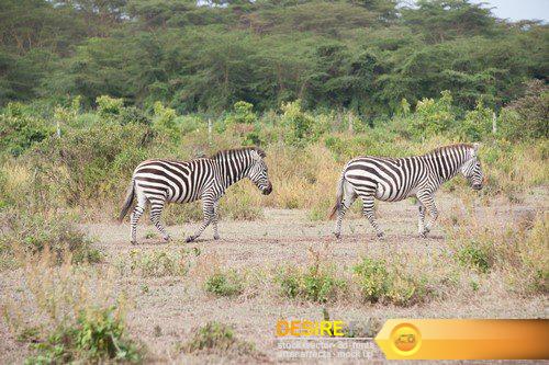 African safari zebra 5X JPEG