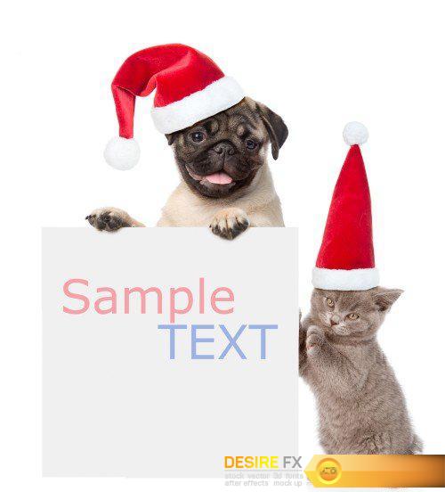 Pug puppy and small kitten with red Santa Claus hats above white