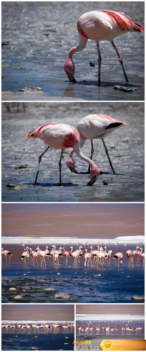 Pink flamingo 5X JPEG