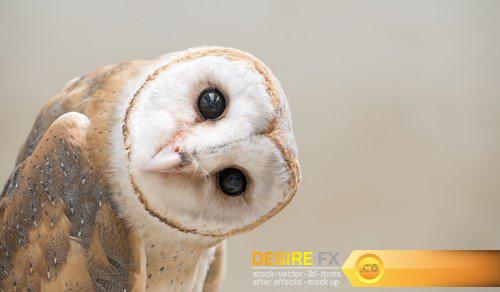 Owl 10X JPEG