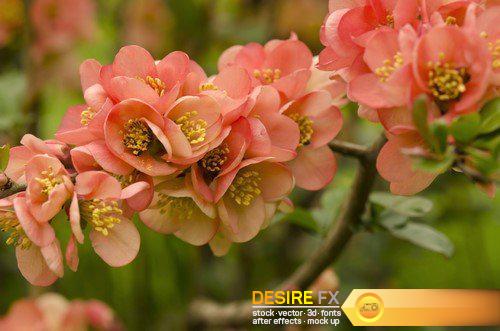 Japanese quince Spring 9X JPEG