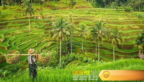 Green Valley Rice 3X JPEG