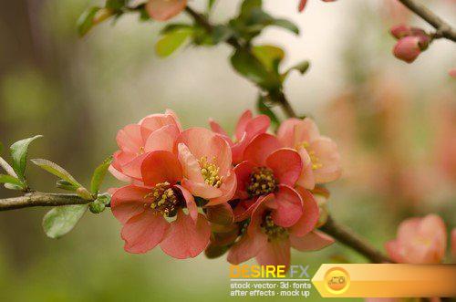 Japanese quince Spring 9X JPEG