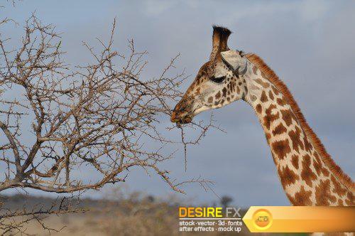 Africa animals 9X JPEG