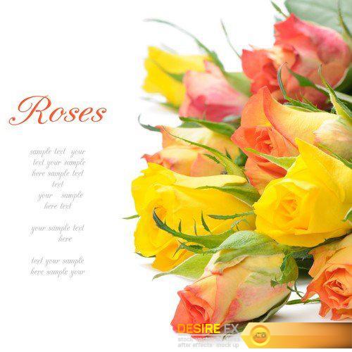 Greeting card with flowers 9X JPEG