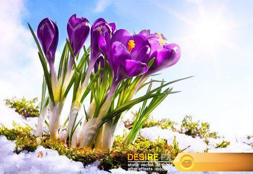Spring flower Crocus 9X JPEG