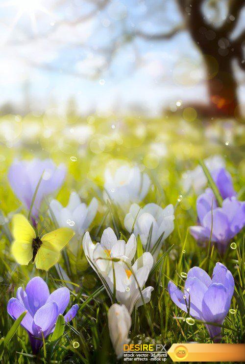 Easter spring flower background, yellow butterfly 13X JPEG