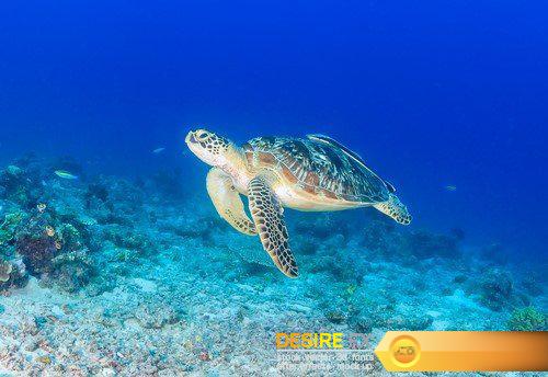 Green Sea Turtle on a tropical reef 12X JPEG