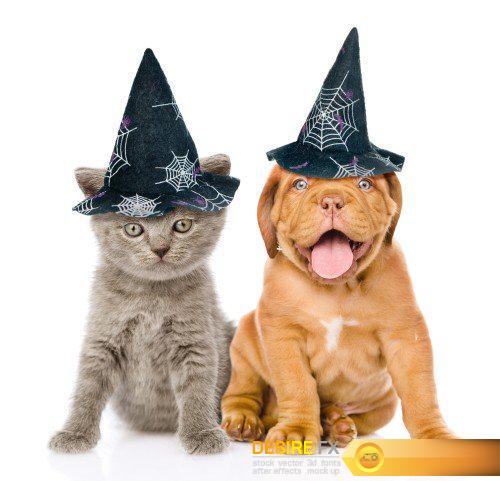 Cat and Dog with hats for halloween peeking from behind empty board