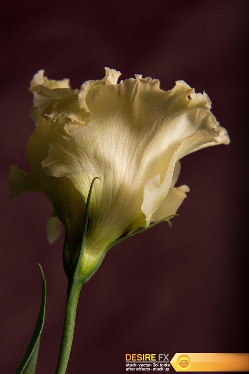 One flower on a dark background 13X JPEG