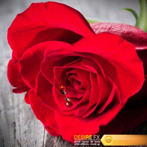 Red rose petals heart 13X JPEG