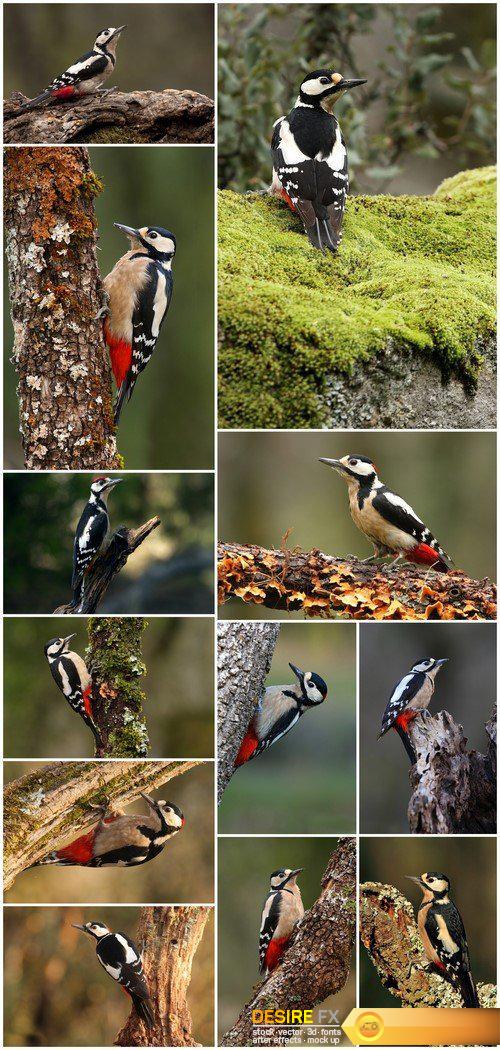 Bird wildlife woodpecker 12X JPEG