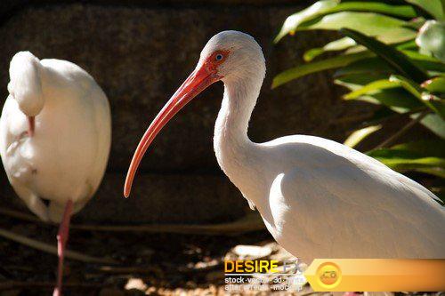 White ibis 5X JPEG