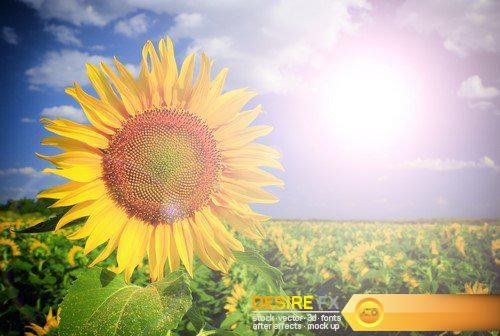 Beautiful field with sunflower and wheat 11X JPEG
