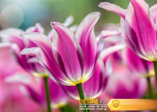 Flowers poppy and tulips 10X JPEG