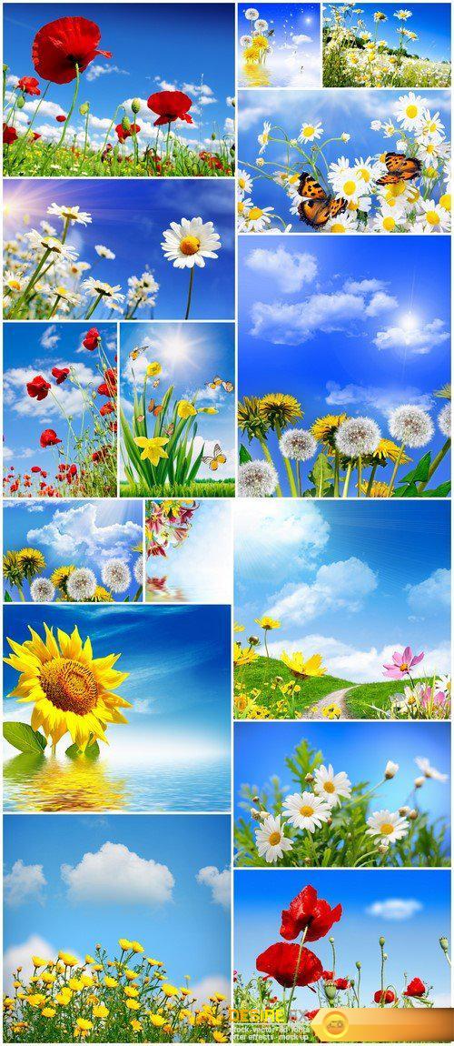 landscape flowers on a background of blue sky 15X JPEG