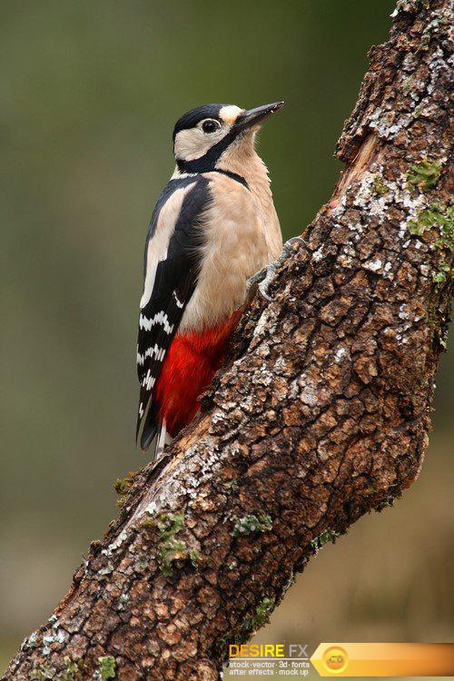 Bird wildlife woodpecker 12X JPEG