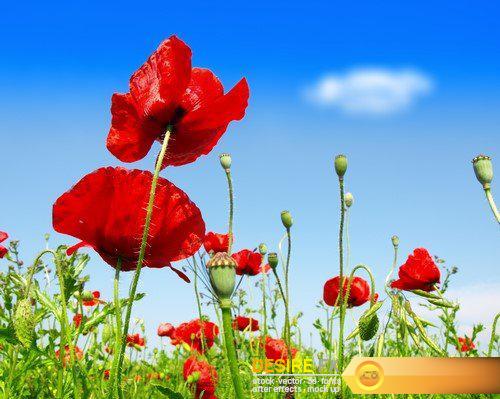 landscape flowers on a background of blue sky 15X JPEG