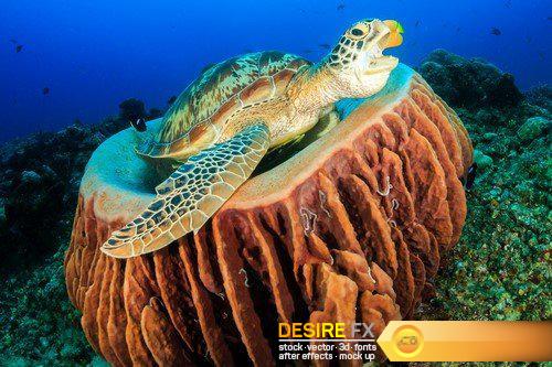 Green Sea Turtle on a tropical reef 12X JPEG