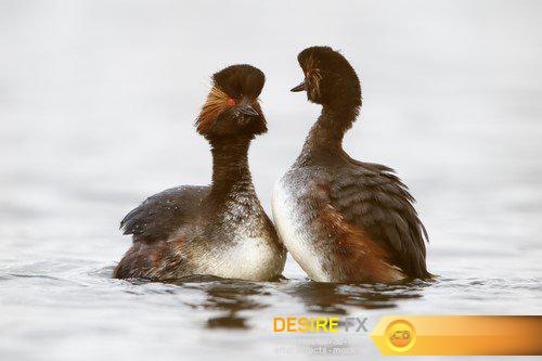 Duck 7X JPEG
