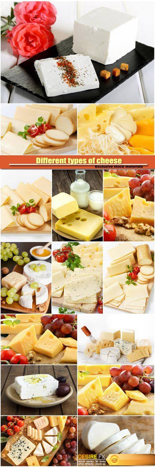 Different types of cheese, dairy products