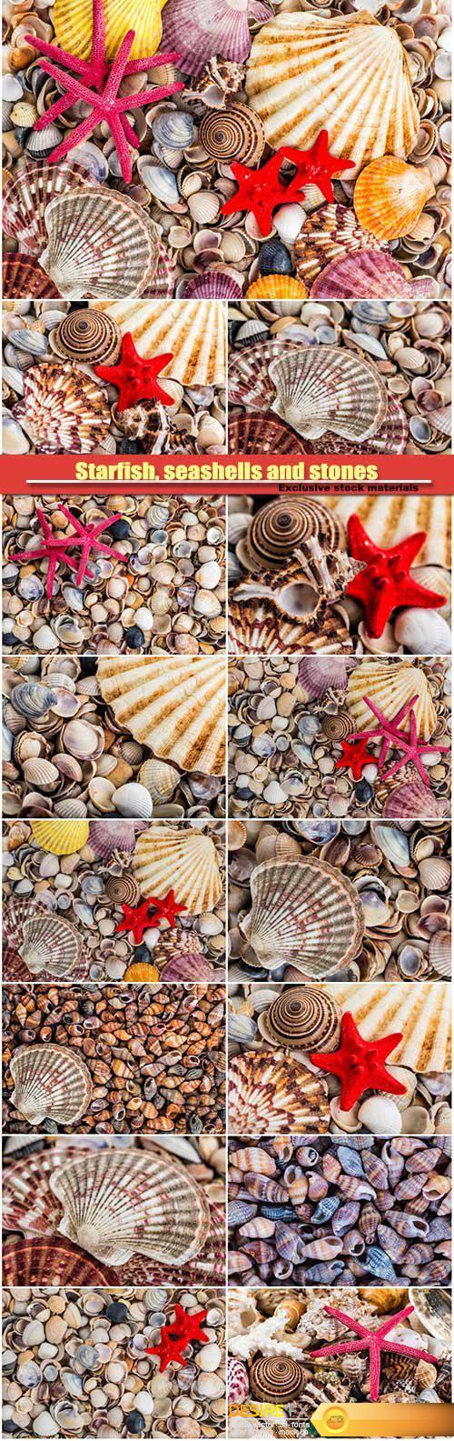 Starfish, seashells and stones