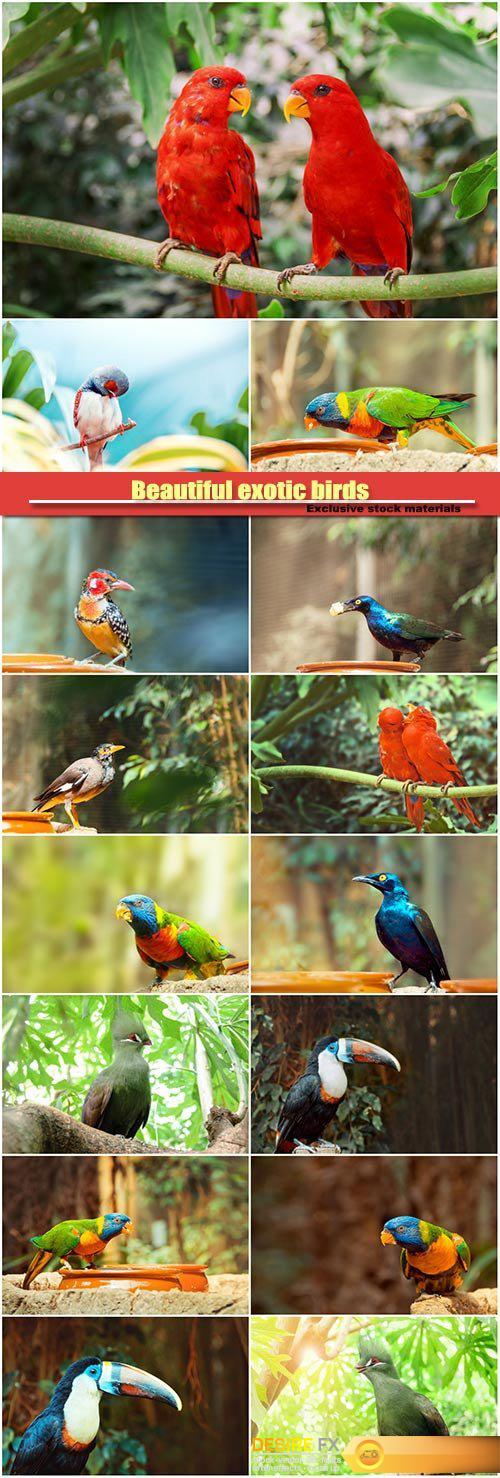 Beautiful exotic birds