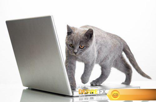 A kitten and a laptop - 10 UHQ JPEG