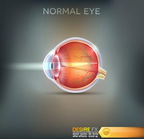 Anatomy of the eye - 20 EPS