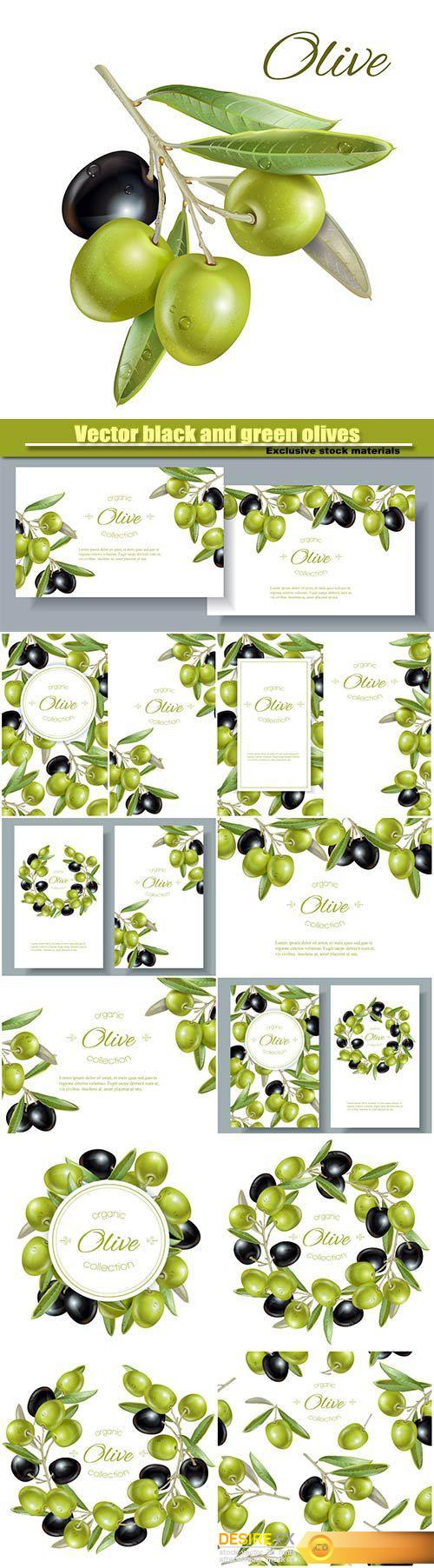 Vector black and green olives on white background