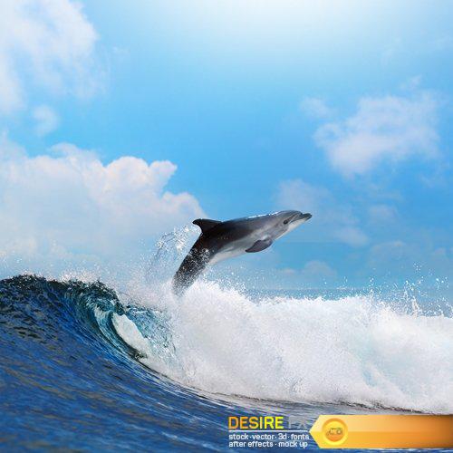 Beautiful dolphin leaping jumping from shining sunset - 25 UHQ JPEG