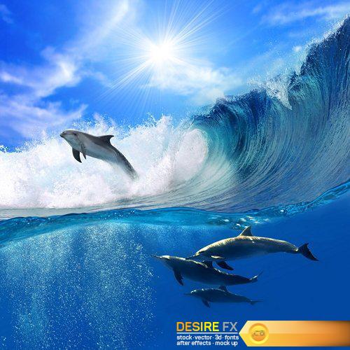 Beautiful dolphin leaping jumping from shining sunset - 25 UHQ JPEG