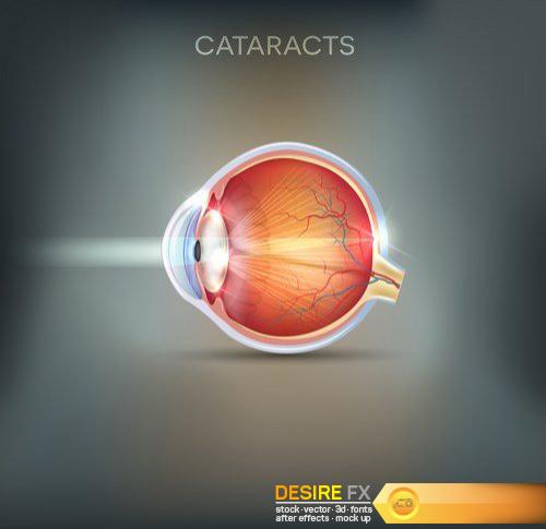 Anatomy of the eye - 20 EPS
