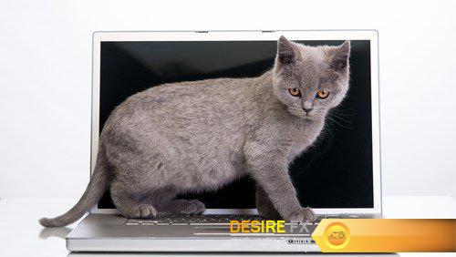 A kitten and a laptop - 10 UHQ JPEG