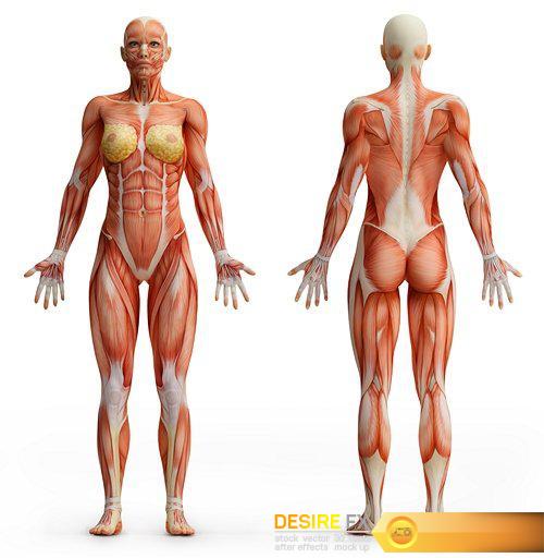 Anatomy concept - 50 UHQ JPEG