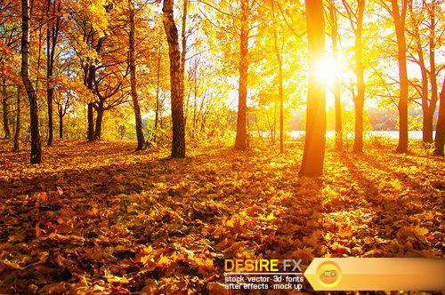 Autumn trees on sun 2 - 27 UHQ JPEG