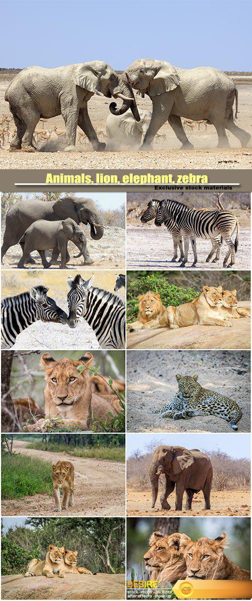 Animals, lion, elephant, zebra