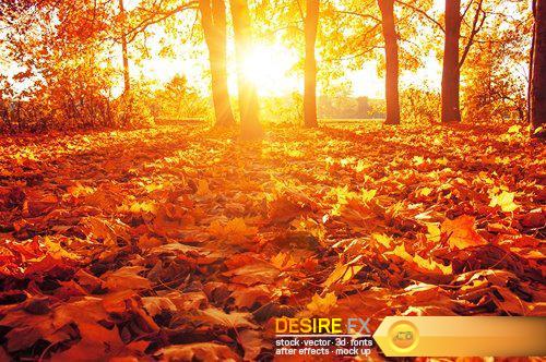Autumn trees on sun - 21 UHQ JPEG