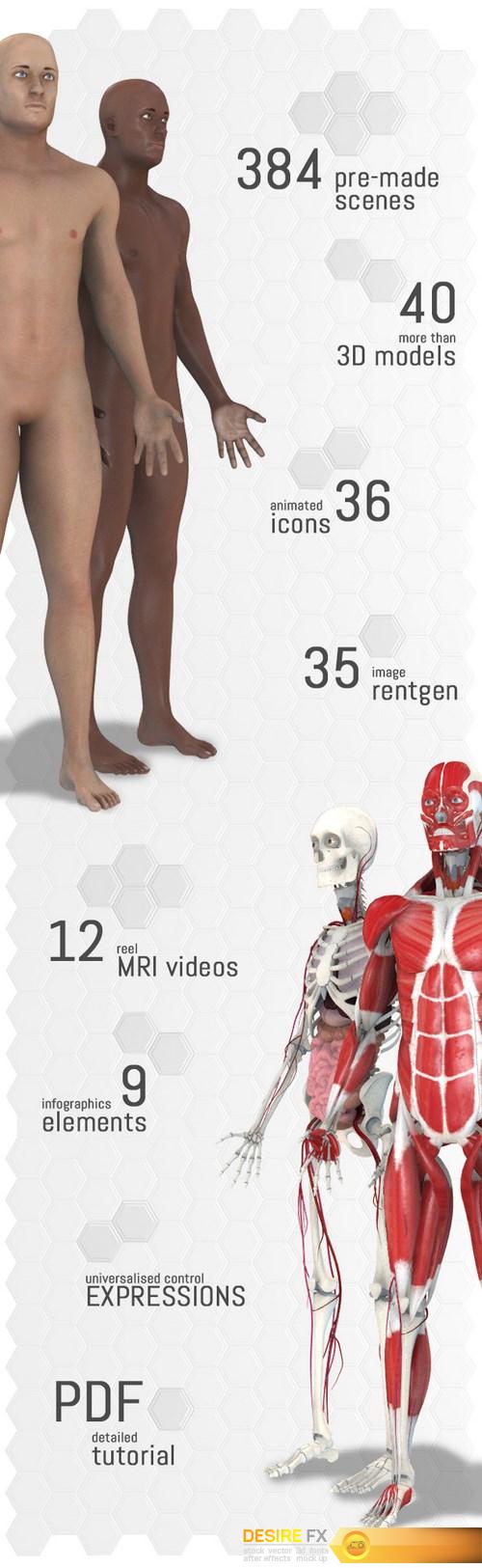 videohive-18254375-human-body-anatomy
