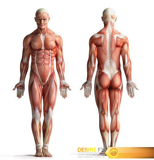 Anatomy concept - 50 UHQ JPEG