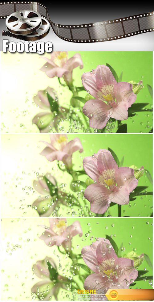 Video footage Blossom pink flower under raindrops on green background
